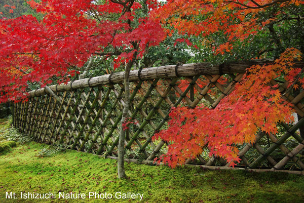 kyoto (083)